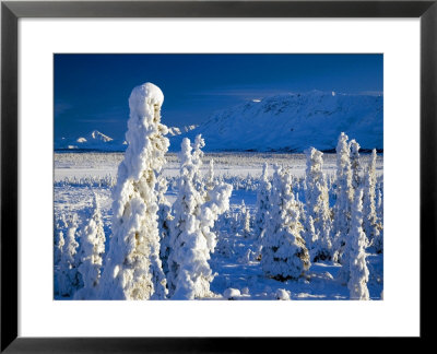 Frozen Spruce Forest, Chugach Mountains, Chugach National Forest, Alaska by Mark Newman Pricing Limited Edition Print image