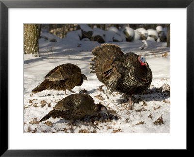 Adult Male Wild Turkey Displays To Females, Lexington, Massachusetts by Tim Laman Pricing Limited Edition Print image
