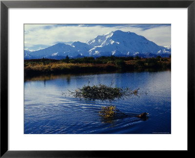 Beaver Hauls Willows To Its Cache In The Shadow Of Mount Mckinley, Alaska by Michael S. Quinton Pricing Limited Edition Print image