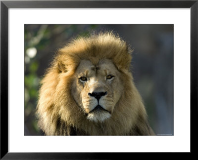 African Lion At The Sedgwick County Zoo, Kansas by Joel Sartore Pricing Limited Edition Print image