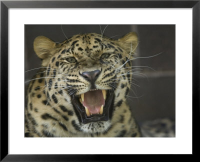 Amur Leopard From The Omaha Zoo, Nebraska by Joel Sartore Pricing Limited Edition Print image