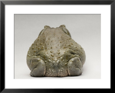 Colorado River Toad, Sedgwick County Zoo, Kansas by Joel Sartore Pricing Limited Edition Print image