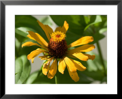 Close Up Of A Giant Zinnia Flower, Elkhorn, Nebraska by Joel Sartore Pricing Limited Edition Print image