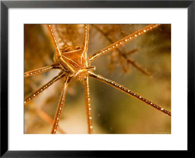 Closeup Of An Arrow Crab, Malapascua Island, Philippines by Tim Laman Pricing Limited Edition Print image