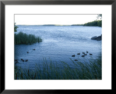 Ducks Swim Along The Edge Of Leech Lake In Minnesota by Joel Sartore Pricing Limited Edition Print image