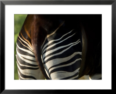 Okapi From The Sedgwick County Zoo, Kansas by Joel Sartore Pricing Limited Edition Print image