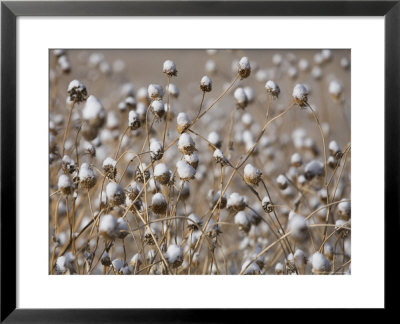 Snow Covering Wildflowers In Winter Flagstaff, Arizona by John Burcham Pricing Limited Edition Print image