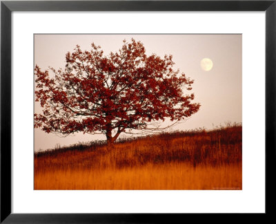 Tree In Autumn Foliage On A Grassy Hillside With Moon Rising Over All by Raymond Gehman Pricing Limited Edition Print image