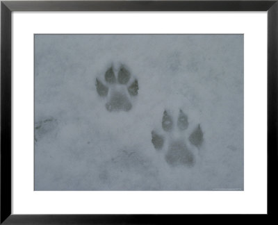 Pair Of Gray Wolf, Canis Lupus, Tracks In Snow by Jim And Jamie Dutcher Pricing Limited Edition Print image