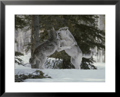 Couple Of Gray Wolves, Canis Lupus, Play In A Wintry Landscape by Jim And Jamie Dutcher Pricing Limited Edition Print image