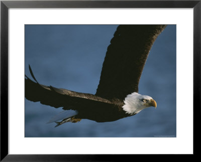 Bald Eagle In Flight After Catching Fish by John Eastcott & Yva Momatiuk Pricing Limited Edition Print image