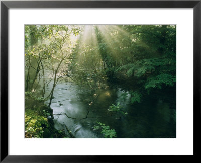 Sunlight Streams Through Trees Above A Creek by James P. Blair Pricing Limited Edition Print image