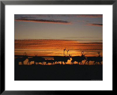 Silhouettes Of Barren Ground Caribou Migrating South For The Winter by Paul Nicklen Pricing Limited Edition Print image