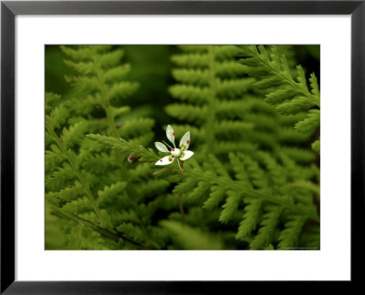 Close-Up Of A Wildflower White Flower by White & Petteway Pricing Limited Edition Print image