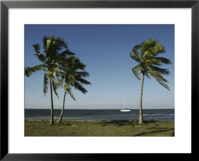 Palm Trees Frame A Lone Sailboat Off The Shore Of Florida by Klaus Nigge Pricing Limited Edition Print image