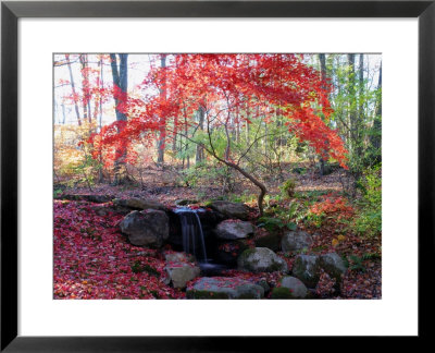 Japanese Maple Tree With Red Leaves In The Fall, Next To A Waterfall, New York by Darlyne A. Murawski Pricing Limited Edition Print image