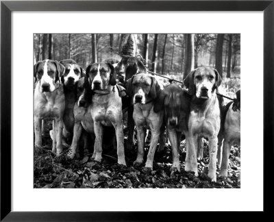 Beagles In The Forest Of Fontainebleau by Alfred Eisenstaedt Pricing Limited Edition Print image