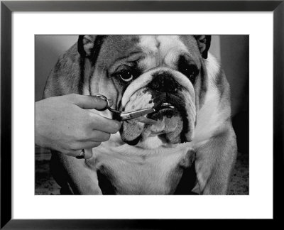 Bulldog Having Whiskers Clipped With Stubby Pair Of Scissors In Preparation For Westminister Show by George Silk Pricing Limited Edition Print image