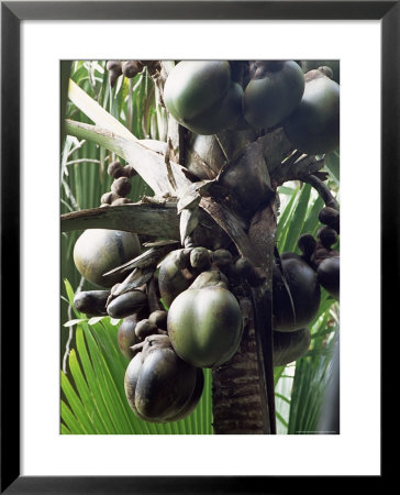 Close-Up Of Coco De Mer, Vallee De Mai National Park, Island Of Praslin, Seychelles by Bruno Barbier Pricing Limited Edition Print image