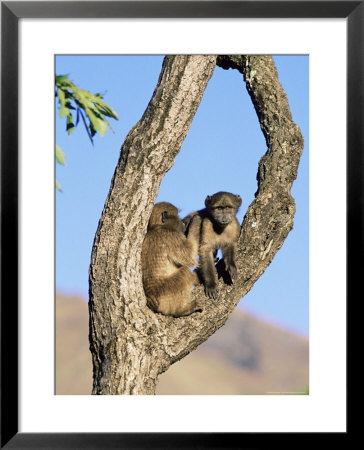 Chacma Baboons, Papio Cynocephalus, Grooming, Royal Natal National Park, South Africa, Africa by Ann & Steve Toon Pricing Limited Edition Print image