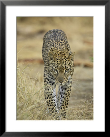 Leopard Walking Straight Towards The Camera, Samburu National Reserve, Kenya, East Africa, Africa by James Hager Pricing Limited Edition Print image