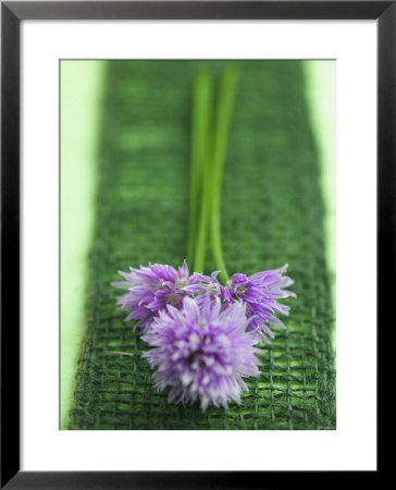 Flowering Chives by Elisabeth Cölfen Pricing Limited Edition Print image