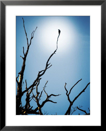 Bird Perched On Branches Reaching To The Sky by Tommy Martin Pricing Limited Edition Print image