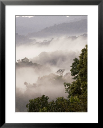 Mist Rising From Forest Floor, Nyungwe Forest National Park, Gisenyi, Rwanda by Ariadne Van Zandbergen Pricing Limited Edition Print image
