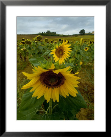 Close View Of A Sunflower At The Edge Of A Field Of Sunflowers, Tuscany, Italy by Todd Gipstein Pricing Limited Edition Print image