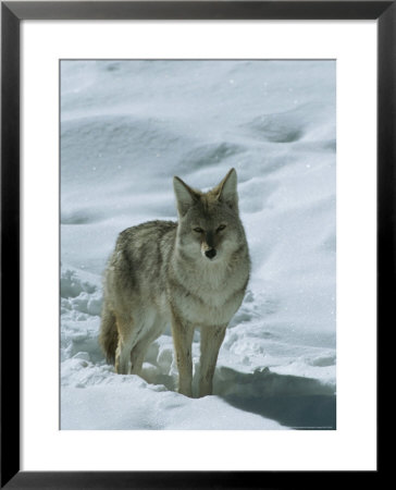 Coyote Stands In The Snow by Tom Murphy Pricing Limited Edition Print image