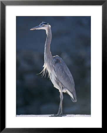 Portrait Of A Great Blue Heron by Rich Reid Pricing Limited Edition Print image