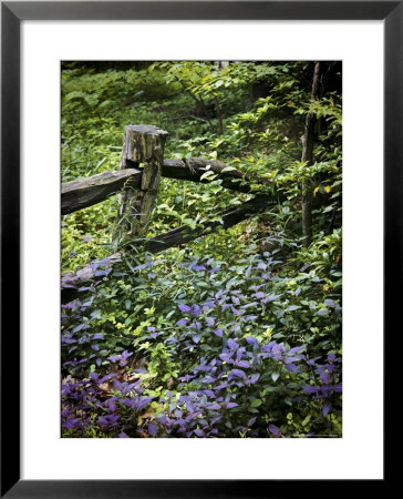 Foliage Covers A Wood Fence In Long Branch Nature Center by Rex Stucky Pricing Limited Edition Print image