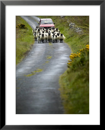 In Irish Shepherd Herds His Flock Of Sheep, Clare Island, County Mayo, Ireland by Pete Ryan Pricing Limited Edition Print image
