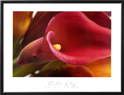 Calla Lily by Brian Twede Pricing Limited Edition Print image