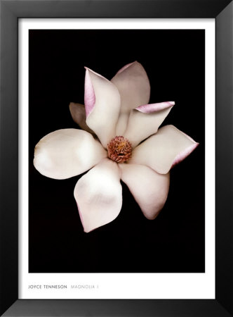 Magnolia I by Joyce Tenneson Pricing Limited Edition Print image