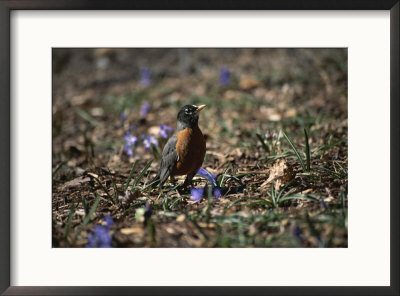 The First Robin Of Spring Searches For Worms by Stephen St. John Pricing Limited Edition Print image