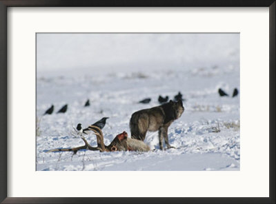 A Wolf Tries To Keep Ravens  From Its Wapiti Kill by Tom Murphy Pricing Limited Edition Print image