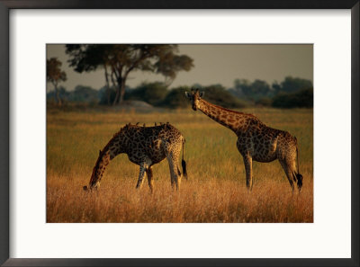 Giraffes Graze On The African Plain by Beverly Joubert Pricing Limited Edition Print image