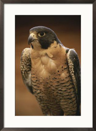 A Portrait Of A Peregrine Falcon, Falco Peregrinus by Michael Melford Pricing Limited Edition Print image