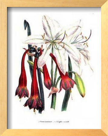 Crinum Arenarium by Jane W. Loudon Pricing Limited Edition Print image