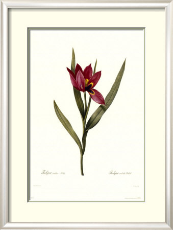 Tulipa Oculis-Solis by Pierre-Joseph Redouté Pricing Limited Edition Print image