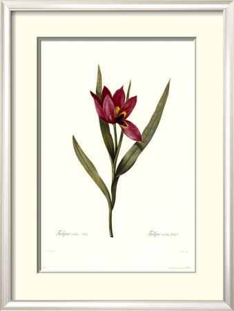 Tulipa Oculis-Solis by Pierre-Joseph Redoute Pricing Limited Edition Print image