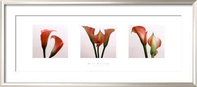 Three Lilies by Bill Philip Pricing Limited Edition Print image