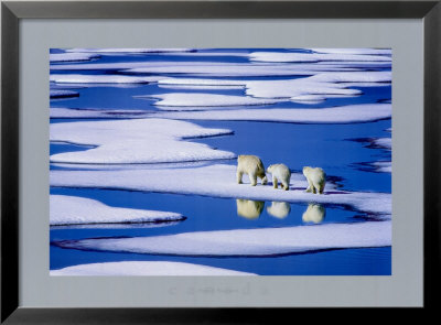 Polar Beer Family by Hinrich Basemann Pricing Limited Edition Print image