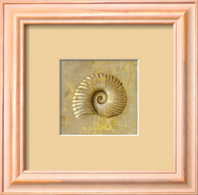 Seashell Collection Iii by Fabrice De Villeneuve Pricing Limited Edition Print image