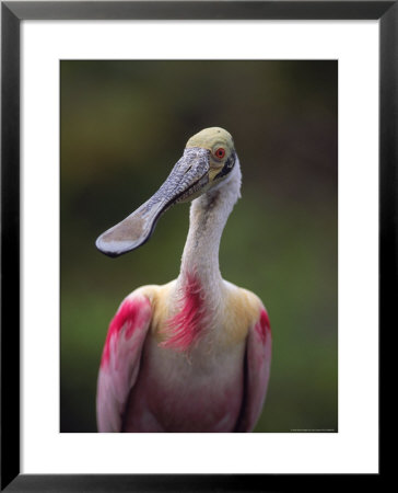 Roseate Spoonbill by Larry Lipsky Pricing Limited Edition Print image