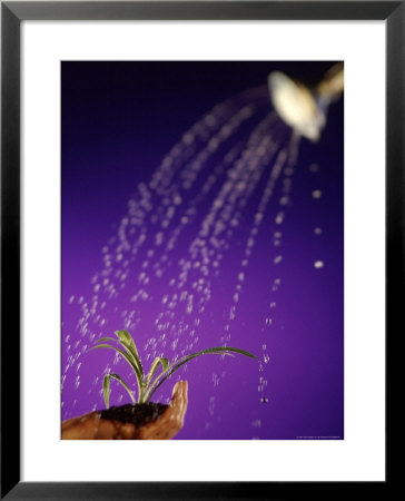 Water Pouring Onto Plant In Hand by Jim Mcguire Pricing Limited Edition Print image