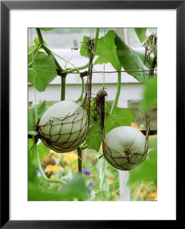 Large Round Green Melons Growing In Supporting Net Bags, In Late Summer by Mark Bolton Pricing Limited Edition Print image