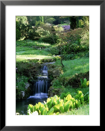 Lysichiton (Skunk Cabbage) Planted At Edge Of Stream With Waterfalls At Abbotswood, Gloucestershire by Mark Bolton Pricing Limited Edition Print image