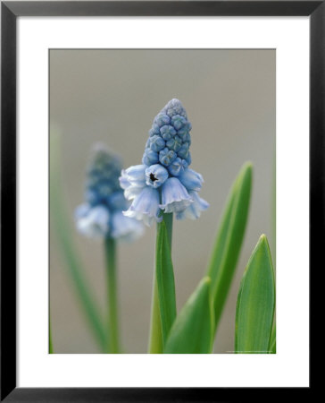 Grape Hyacinth by Lynn Keddie Pricing Limited Edition Print image